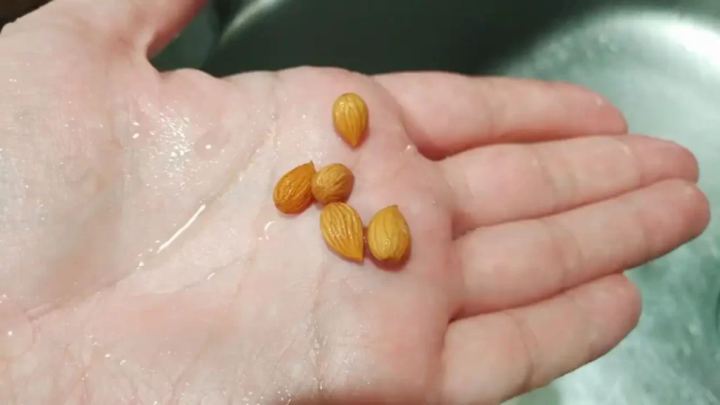 梅干しの種の発芽に挑戦！これは梅干しの種の中にある仁