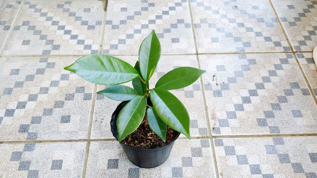 ベランダに勝手に生えてきたガジュマル