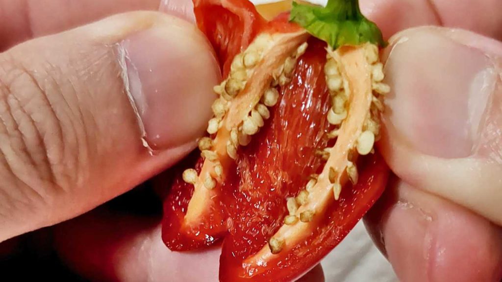 ハラペーニョの種（失敗）