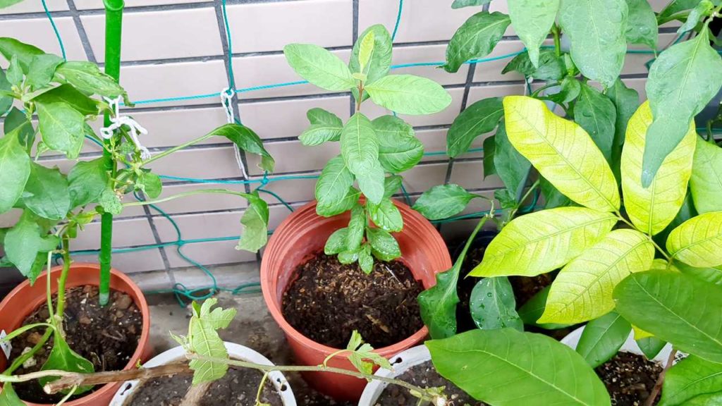 種から育てて270日経過したグァバ