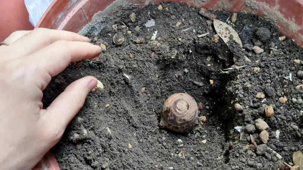 里芋を植え付けているところ