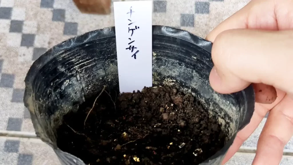 チンゲン菜の種をまいた育苗ポット