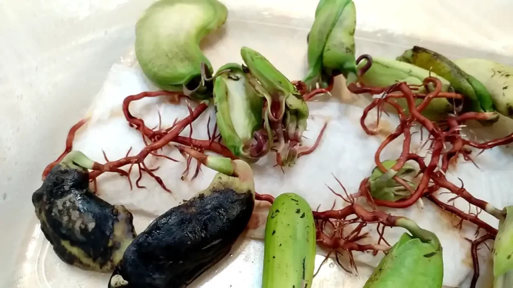 マンゴーの種の発根（黒くなるものとならないものが混ざる）